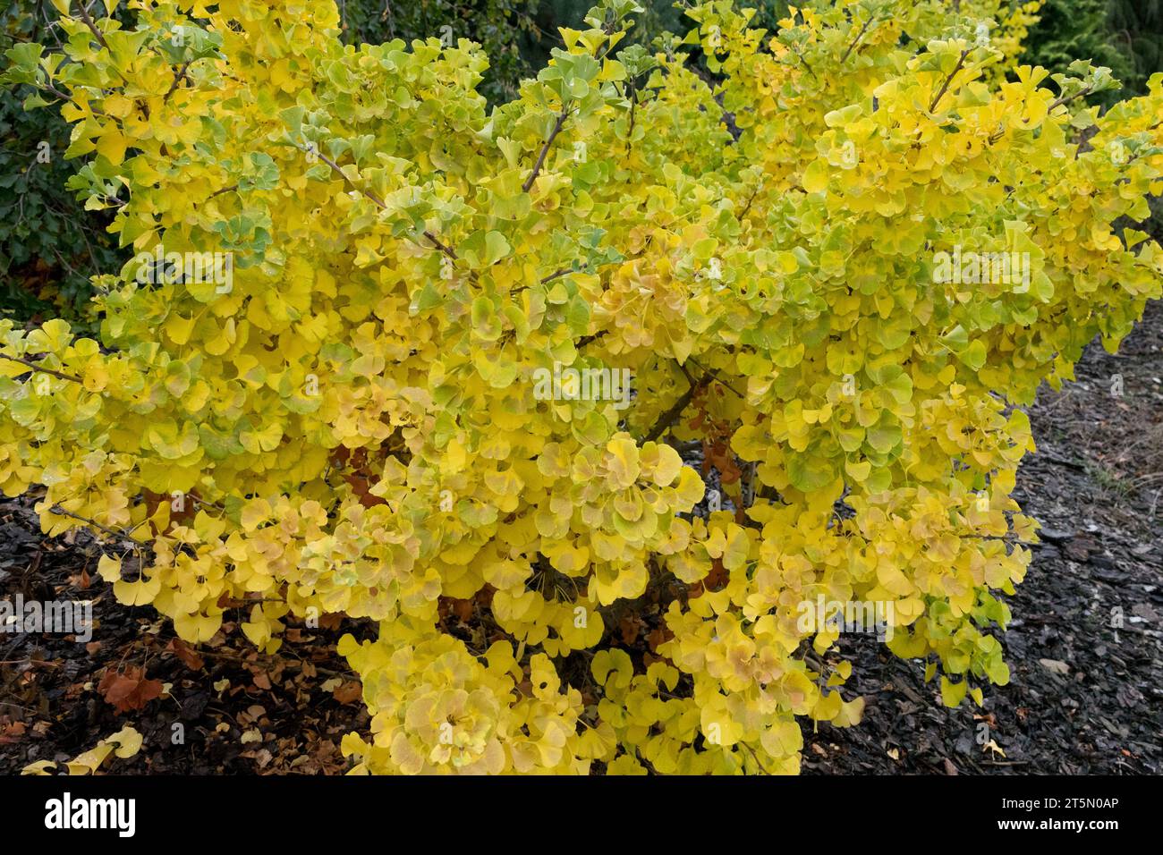 Maidenhair Tree, dwarf, Ginkgo biloba 'Pine Glen Dwarf' Stock Photo