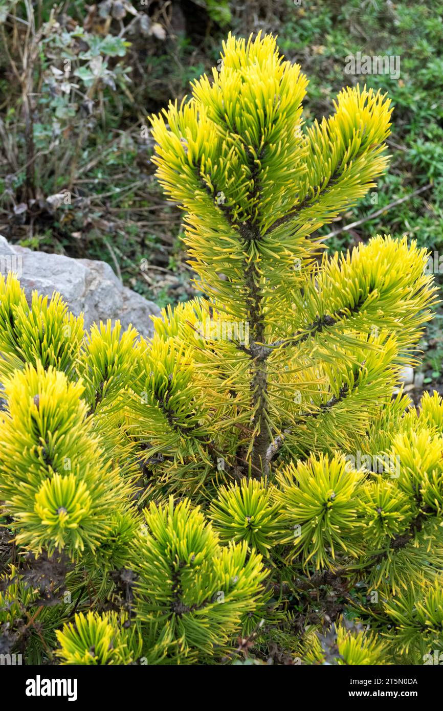 Mountain Pine, Pinus mugo 'December Gold' Stock Photo