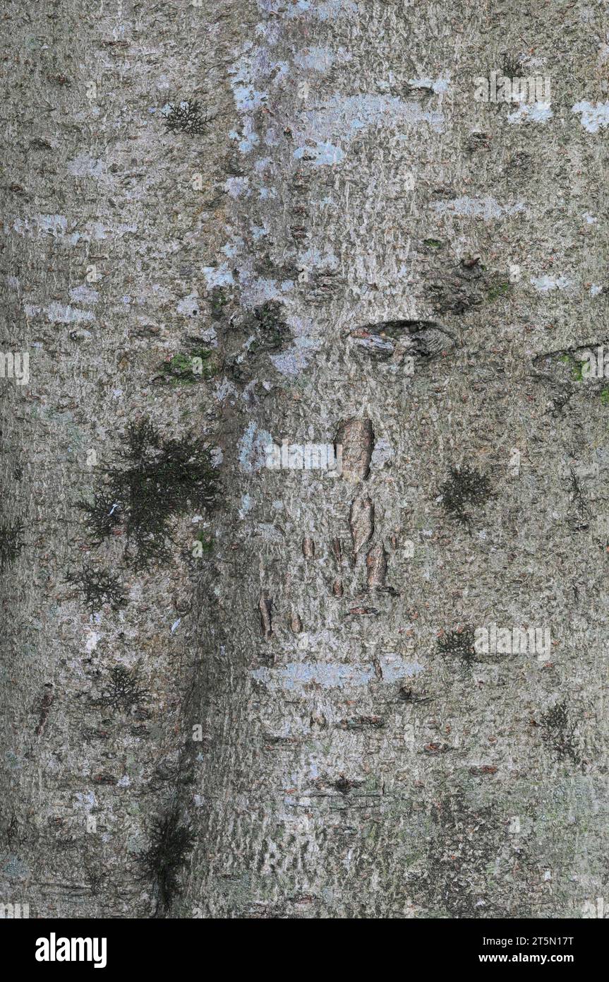 Horse chestnut tree bark close up Stock Photo Alamy