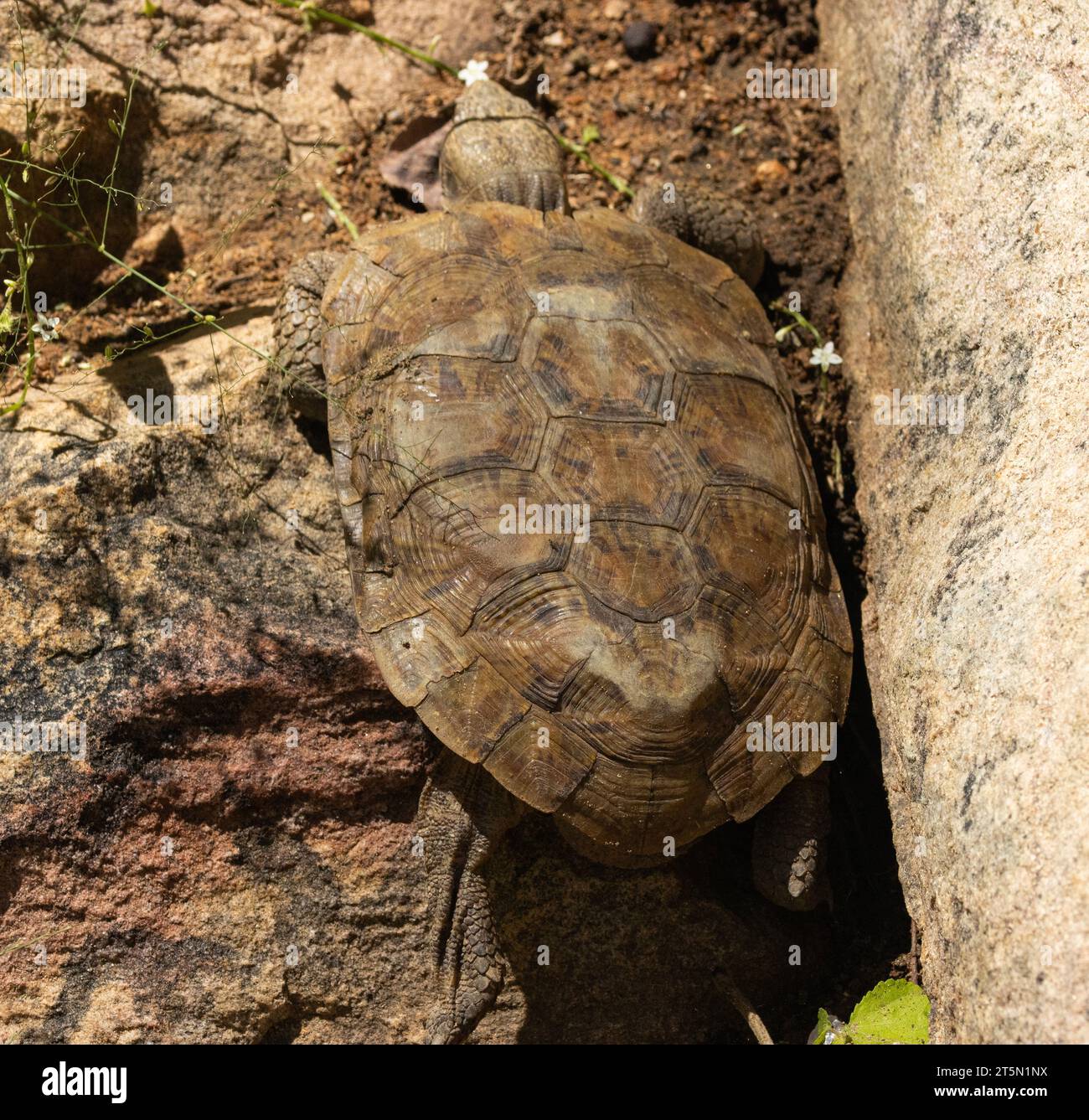 The Pancake Tortoise is a rare endemic species restricted to koppie areas in East Africa. The carapace is unique in that it is semi-flexible, enabling Stock Photo