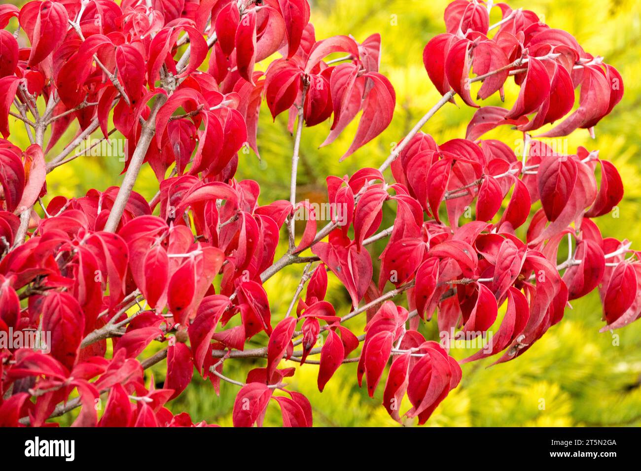 Red, Shrub, Cornus florida 'Royal Red', Eastern Dogwood, Foliage in Autumn, Colour Stock Photo
