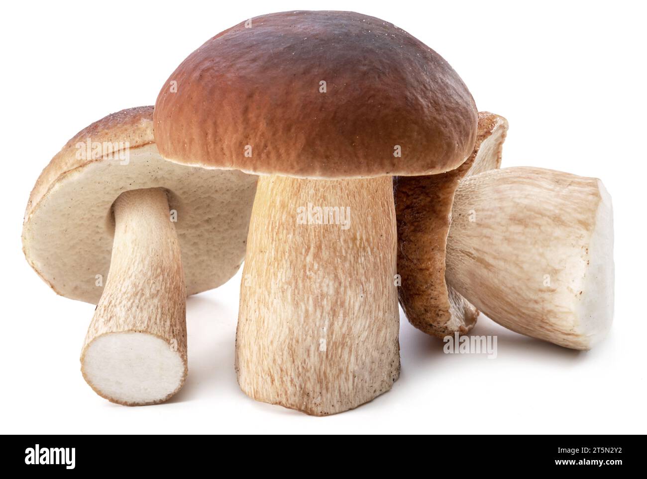 Group of porcini mushrooms isolated on white background Stock Photo Alamy