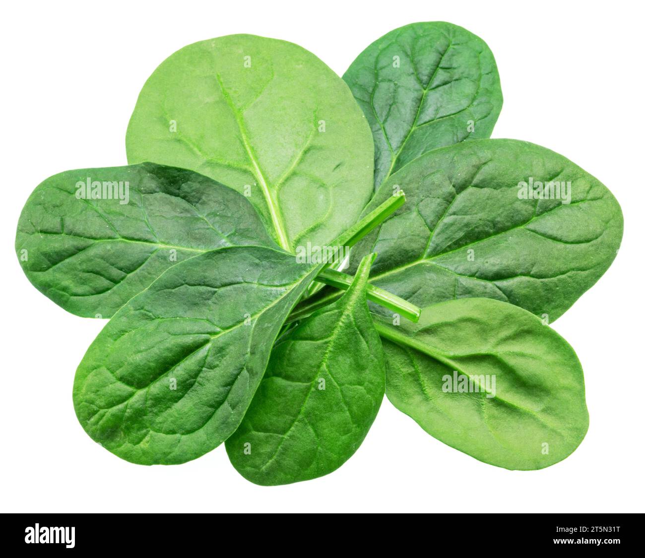 Spinach leaves isolated on white background Stock Photo - Alamy