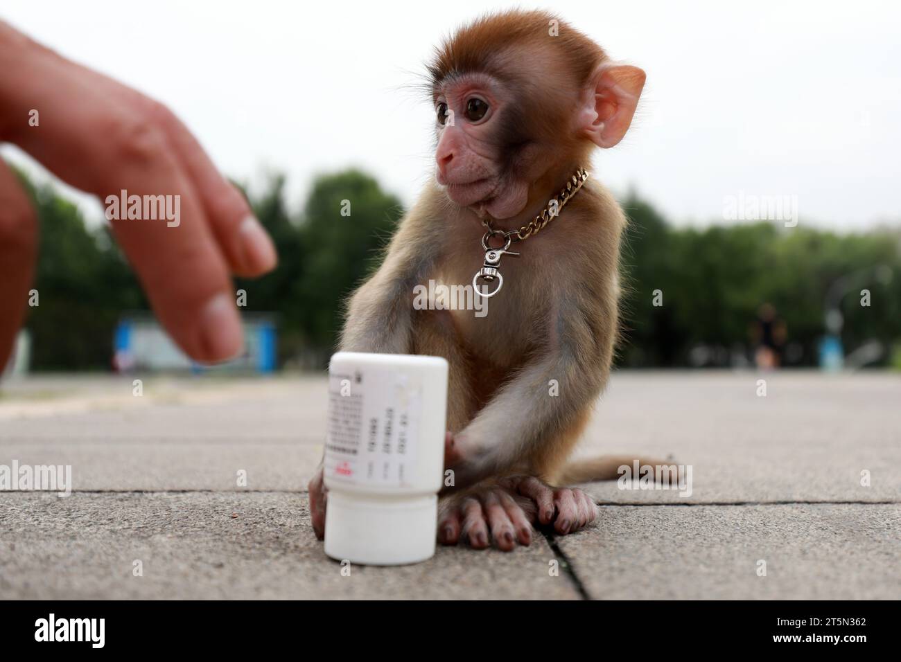 Pet monkeys play with white plastic bottles Stock Photo