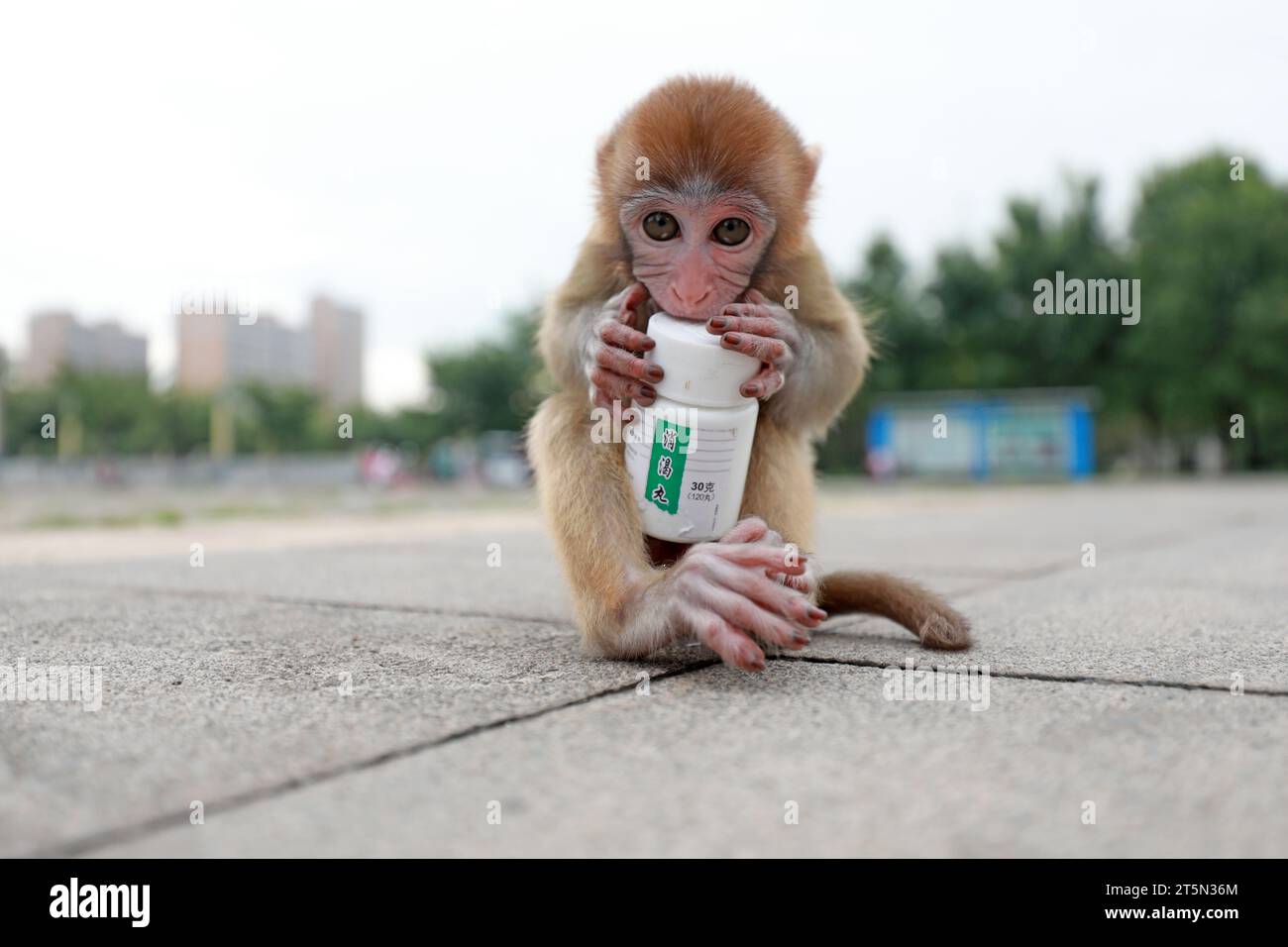 Pet monkeys play with white plastic bottles Stock Photo