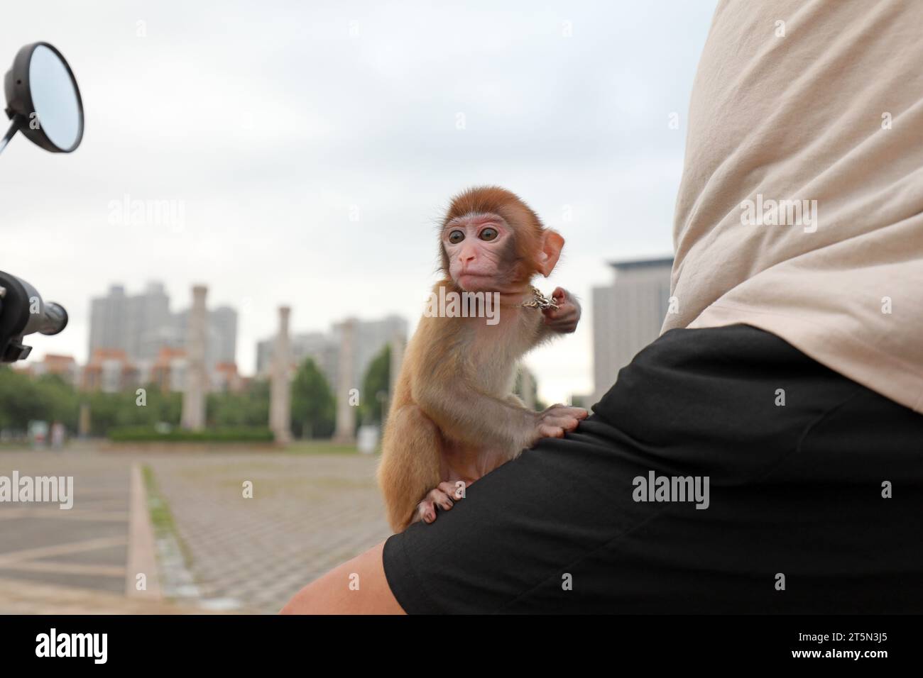Monkeys pull hi-res stock photography and images - Alamy