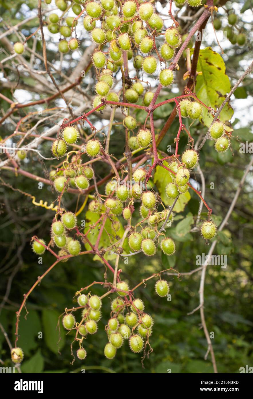 A Wild Grape Vine that is common in drier habitats at middle altitudes. One of 127 related species in East Africa, the family cover a wide range . Stock Photo