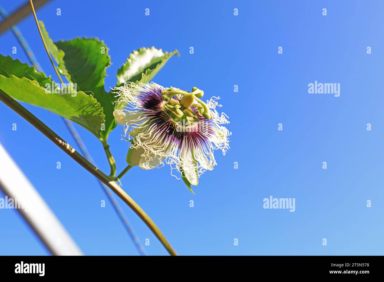Passion Fruit Flowers in the Park Stock Photo