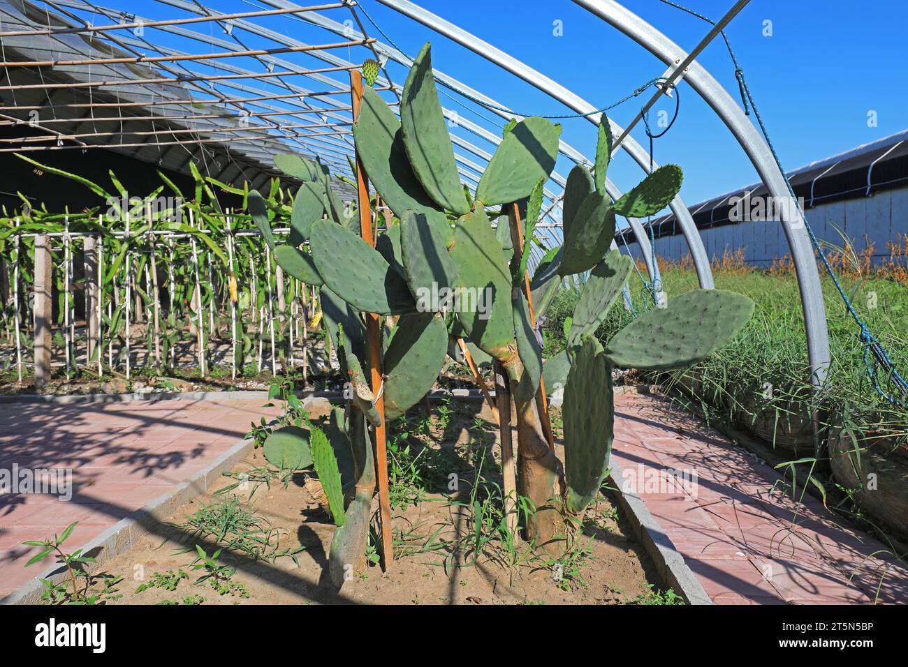 Edible cactus in greenhouse, China Stock Photo