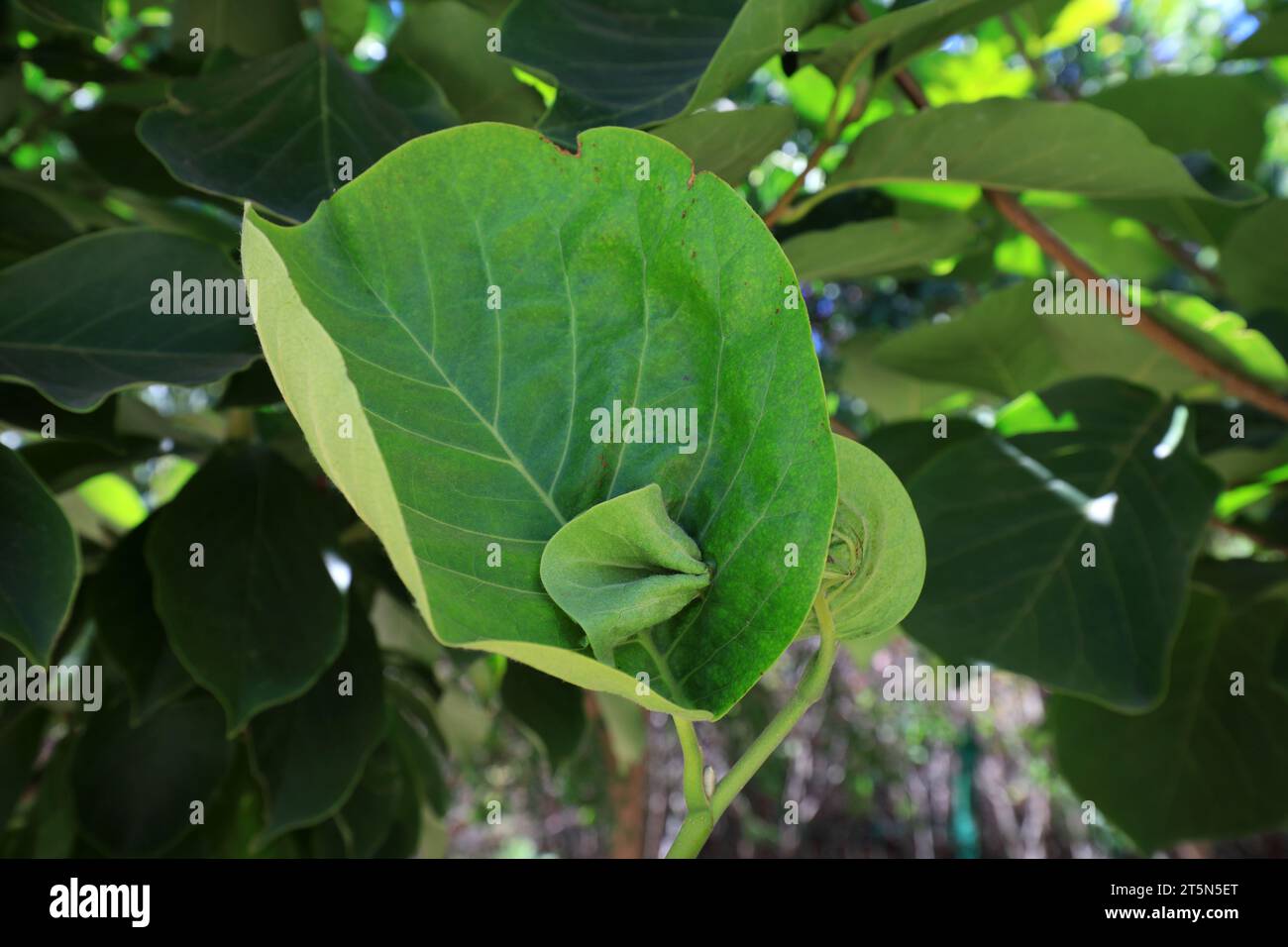 Abnormal growth of magnolia leaves Stock Photo