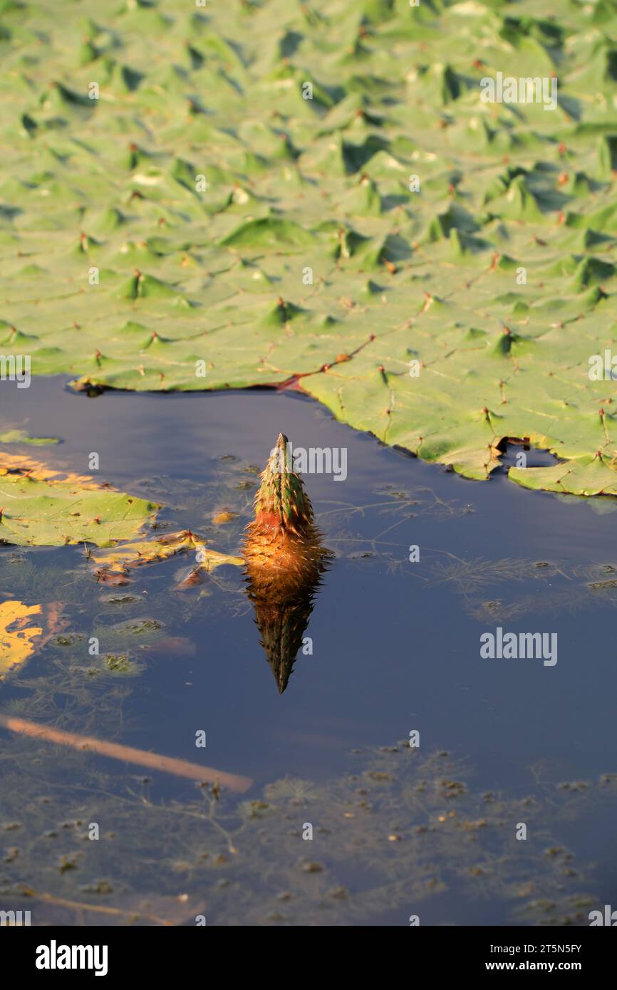 Aquatic Plants - Euryale ferox in Ponds, North China Stock Photo