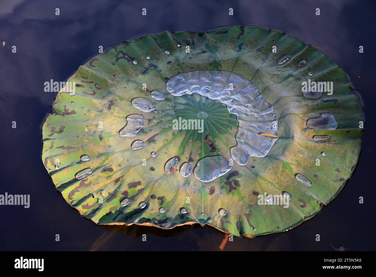 dry lotus leaves in the pond Stock Photo - Alamy