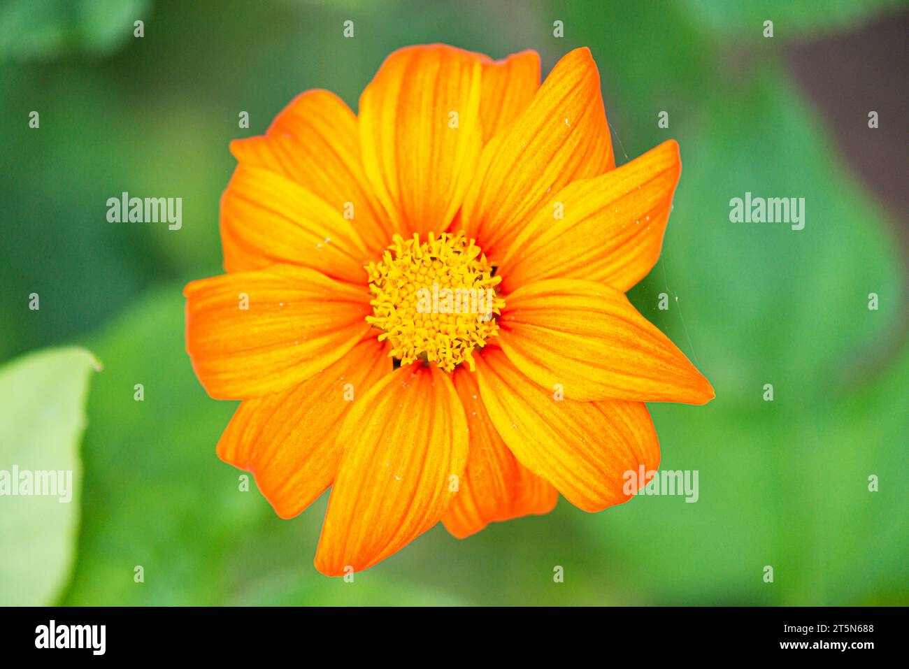 Mexican sunflower (Tithonia rotundifolia) Stock Photo
