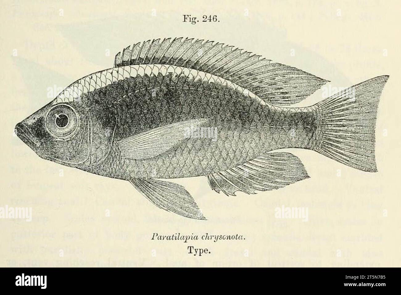 Copadichromis chrysonotus is a species of fish in the family Cichlidae. Stock Photo