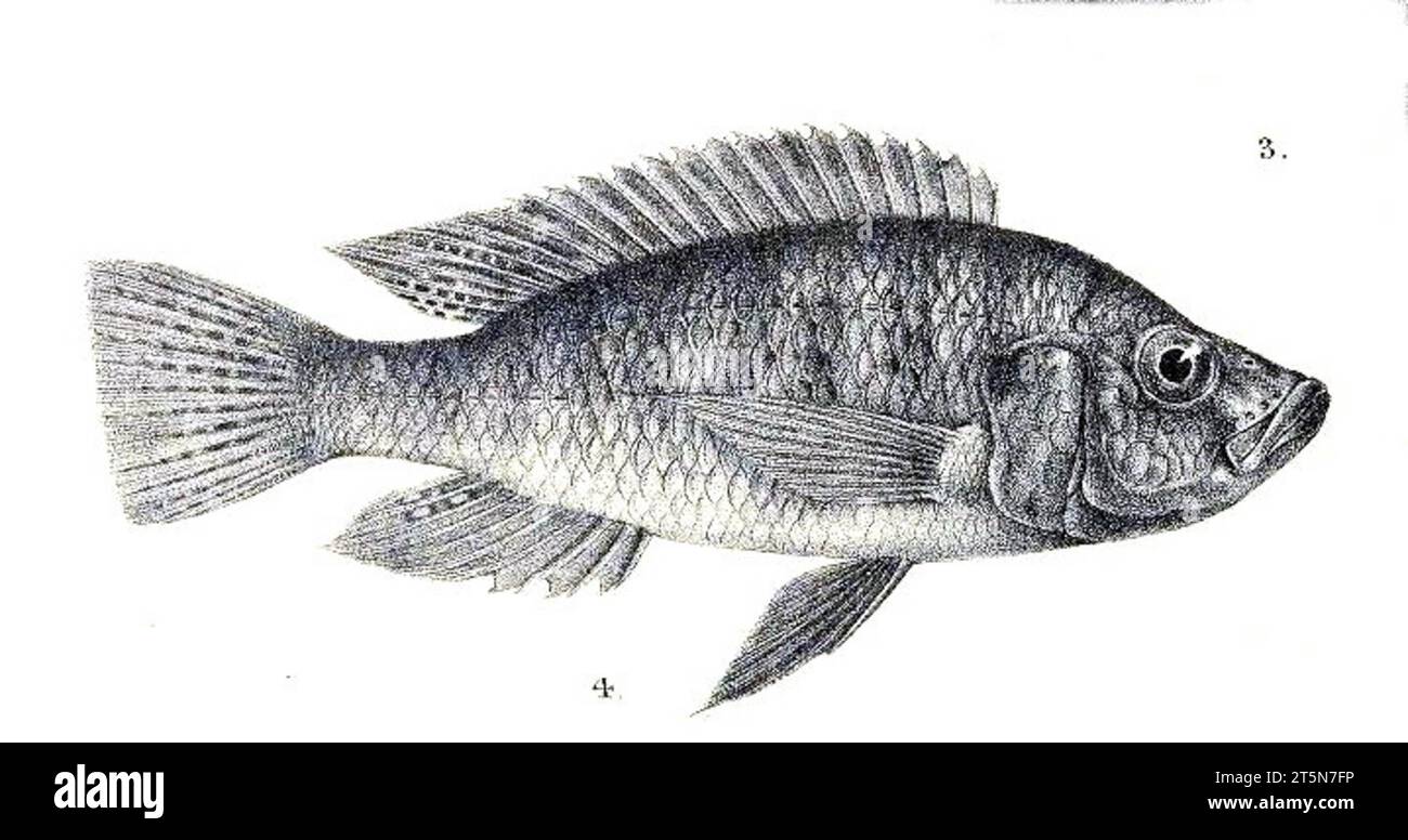 Haplochromis microdon is a species of cichlid endemic Stock Photo