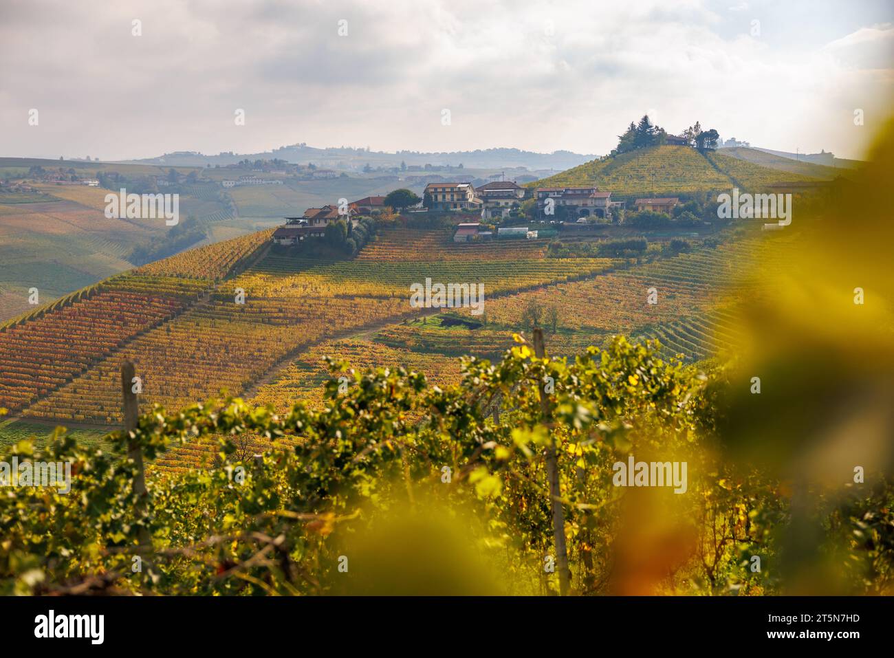 vineyards near Barbaresco, Piedmont in autumn Stock Photo