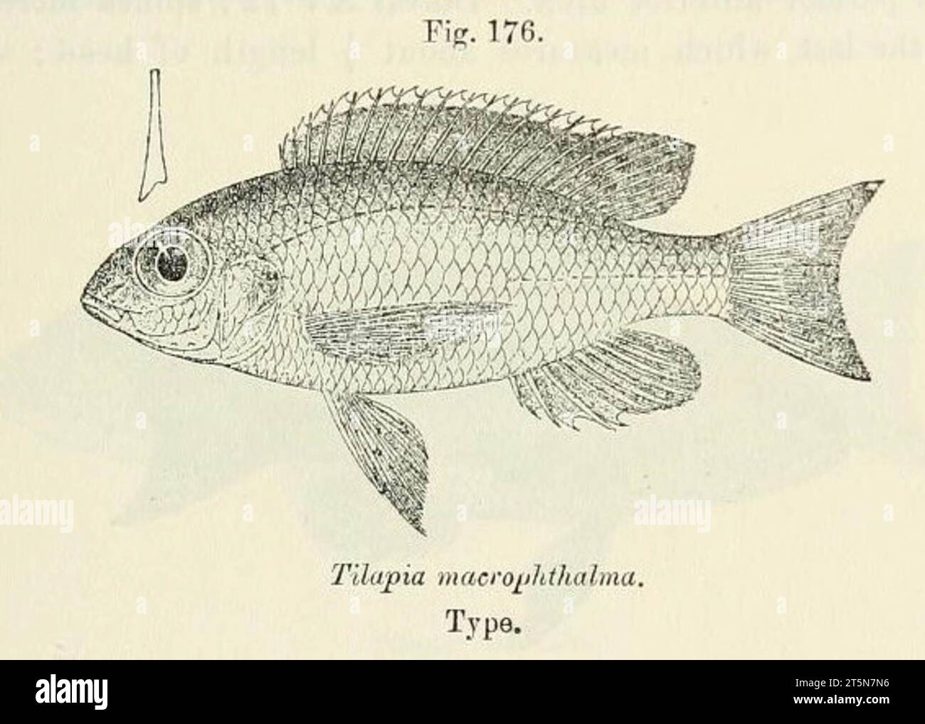 Lethrinops macrophthalmus is a species of cichlid endemic Stock Photo