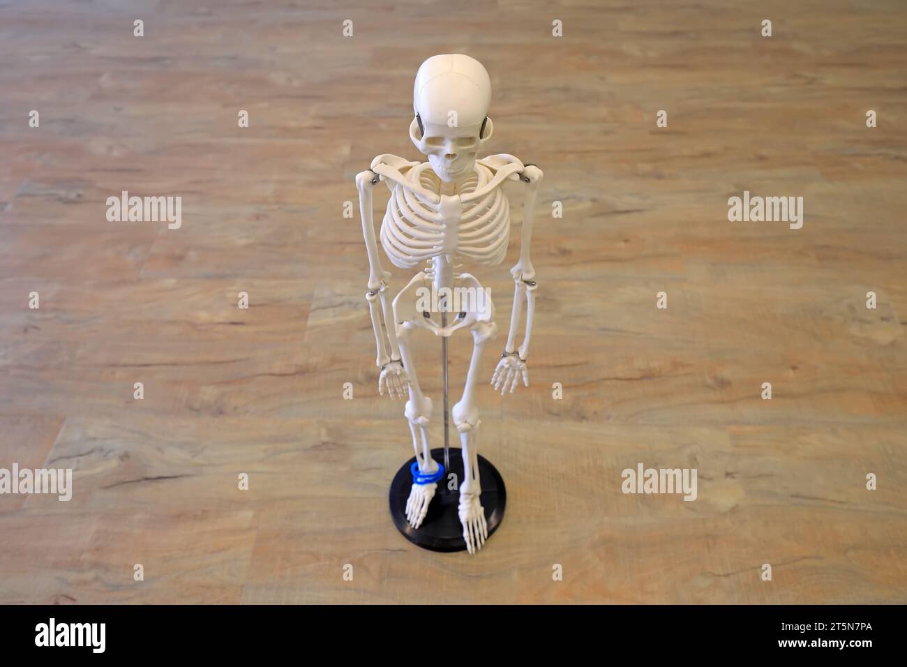 Human skeletal model, human skeletal structure Stock Photo Biology Diagrams