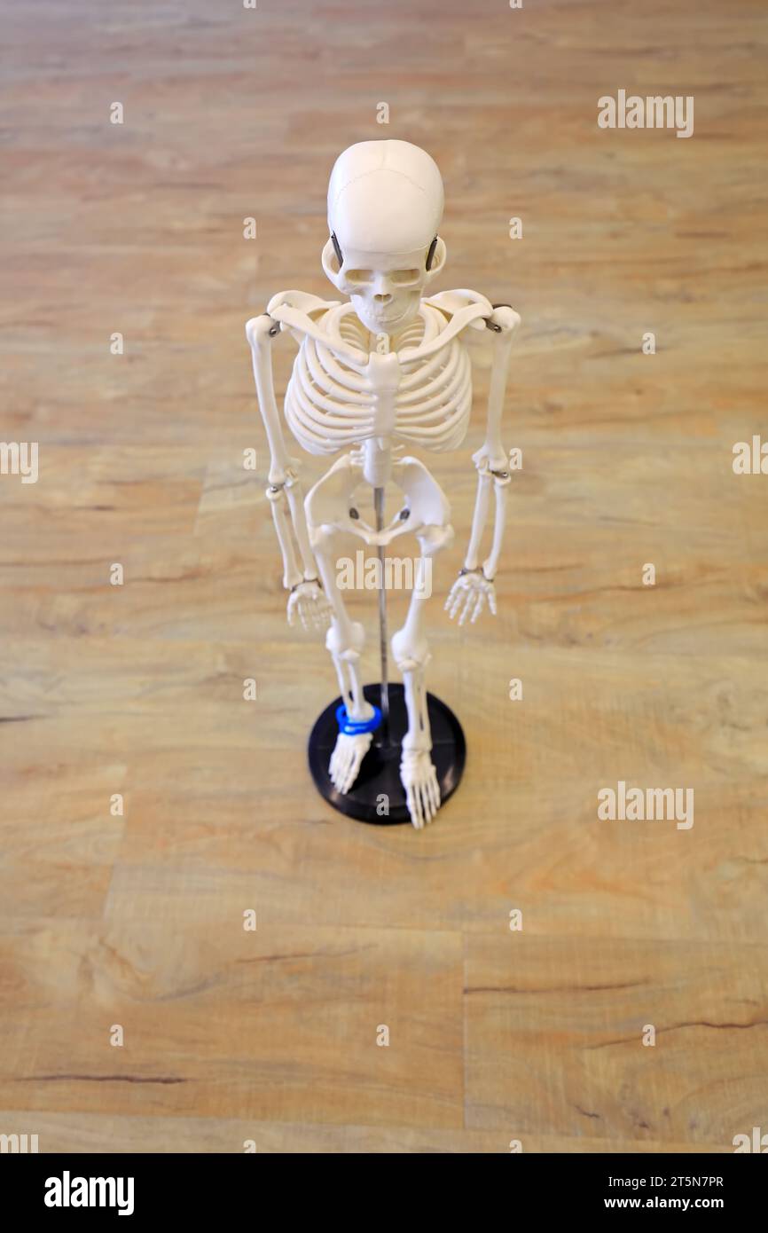Human skeletal model, human skeletal structure Stock Photo - Alamy