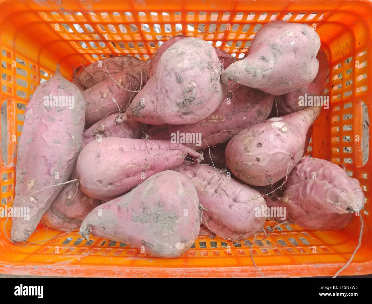 Sweet Potatoes In Plastic Frames Stock Photo Alamy sweet-potatoes-in-plastic-frames-stock-photo-alamy