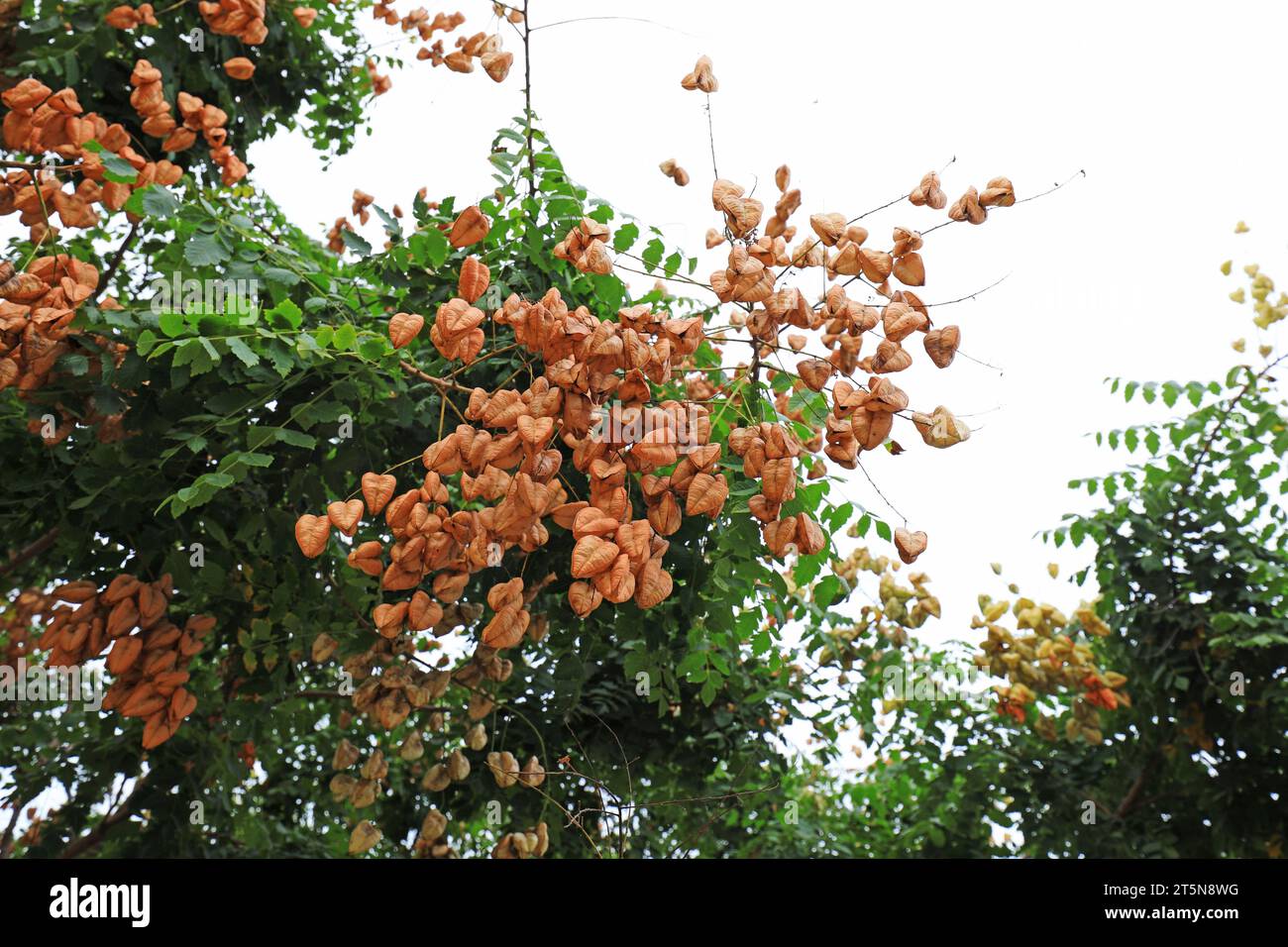 Luan tree hi-res stock photography and images - Alamy