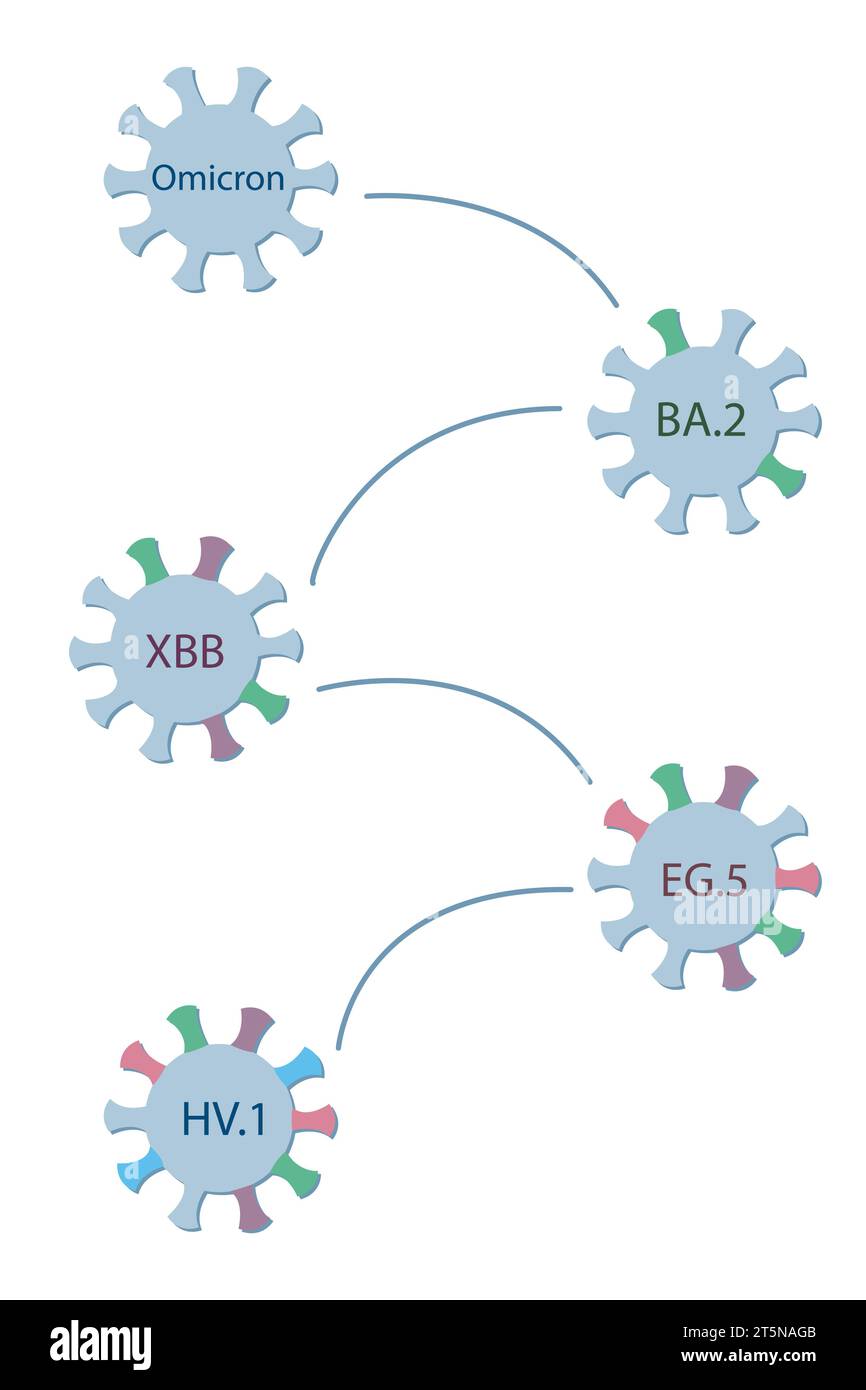 A schematic diagram shows the origin and evolution of a subvariant HV.1 from Omicron via BA.2, XBB, and EG.5. Omicron sublineages. Coronovirus icons. Stock Vector