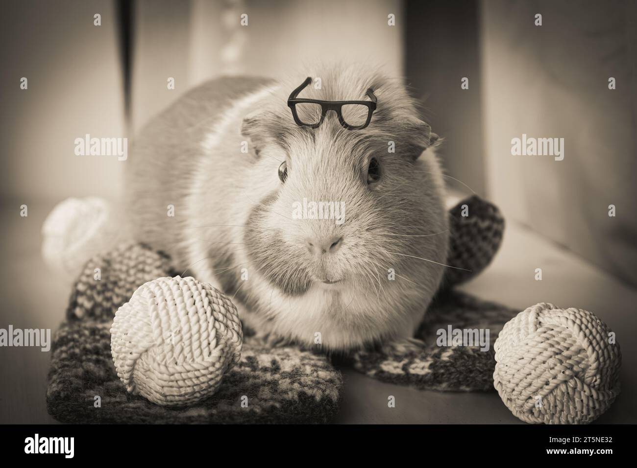 Concept of how to care for your senior guinea pig. The guinea pig or