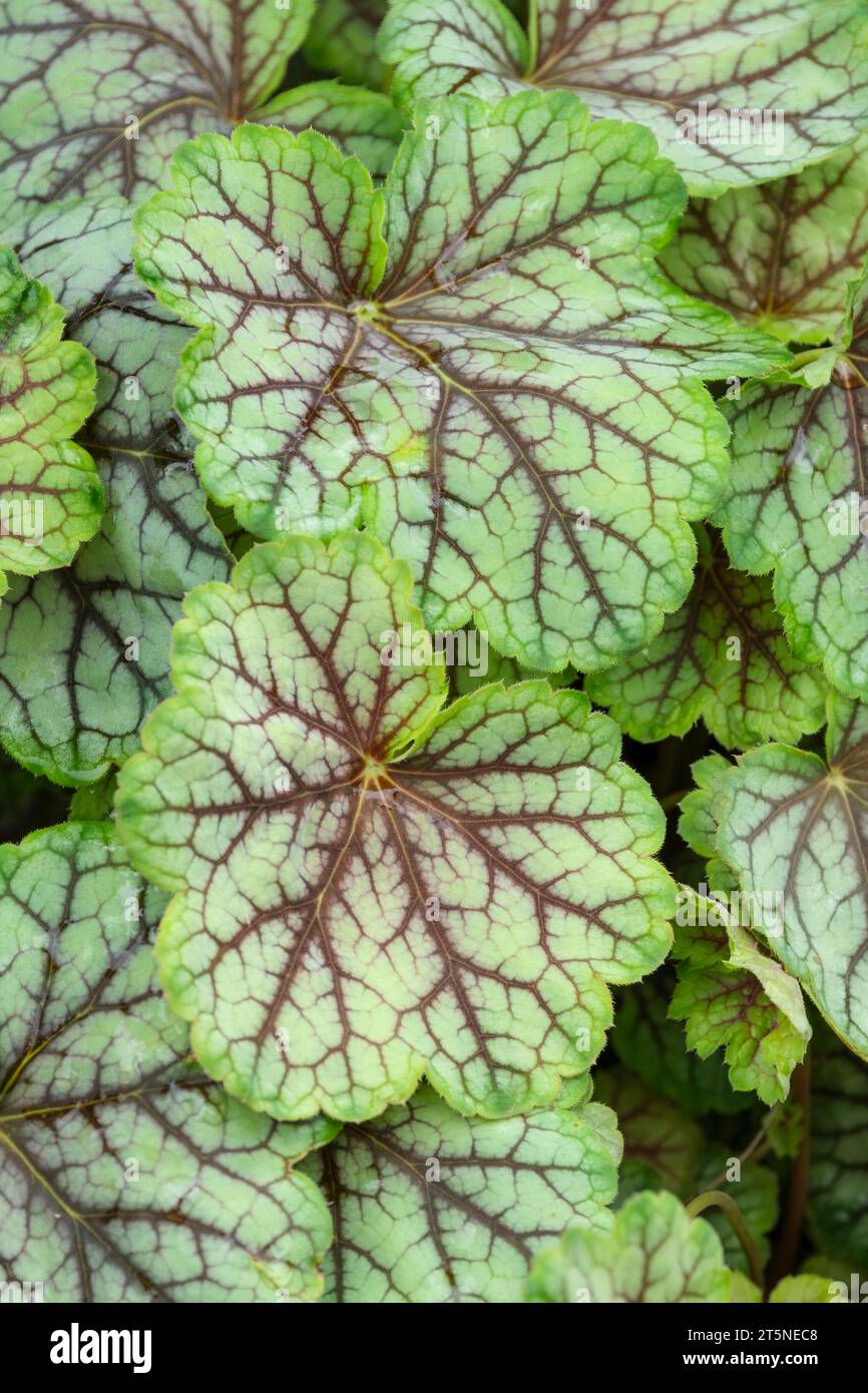 Heuchera Green Spice, coral bells, Silver-green foliage with deep-plum coloured markings around the veins Stock Photo