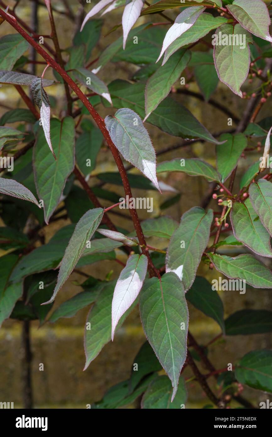 Actinidia tetramera maloides, rosy crab-apple kiwi, Actinidia pilosula, Variegated kiwi, decorative foliage with white tipped leaves Stock Photo