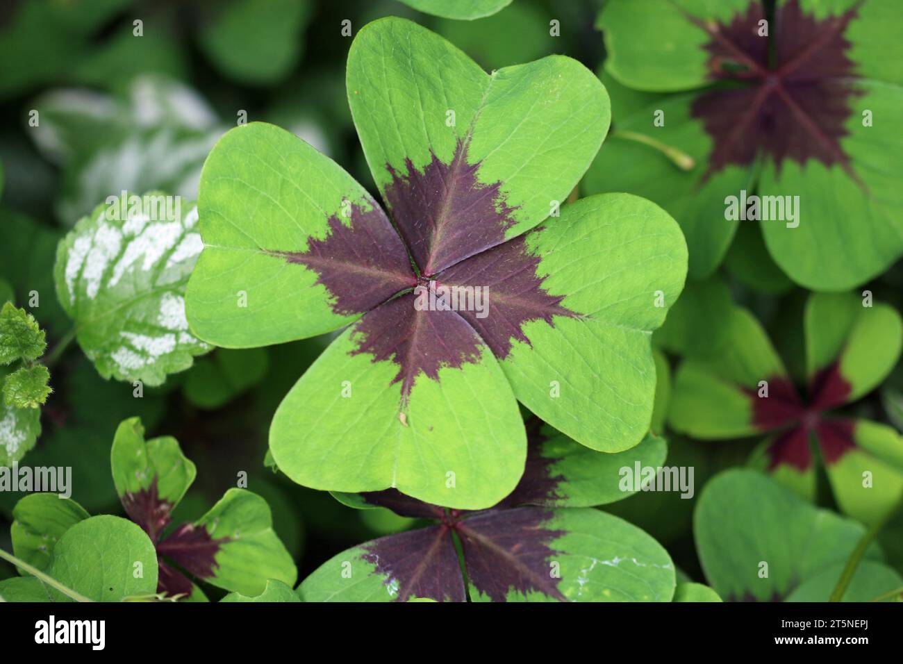 Variegated green and dark purple four leaf lucky clover, Oxalis tetraphylla, leaf in close up with a background of blurred leaves. Stock Photo