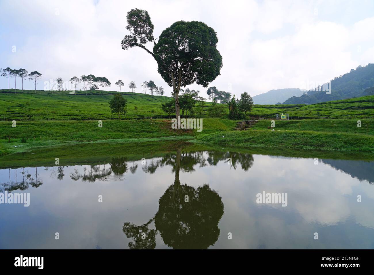Lake Telaga Saat, Gunung Mas Tea Plantation, Puncak, Bogor, West Java ...
