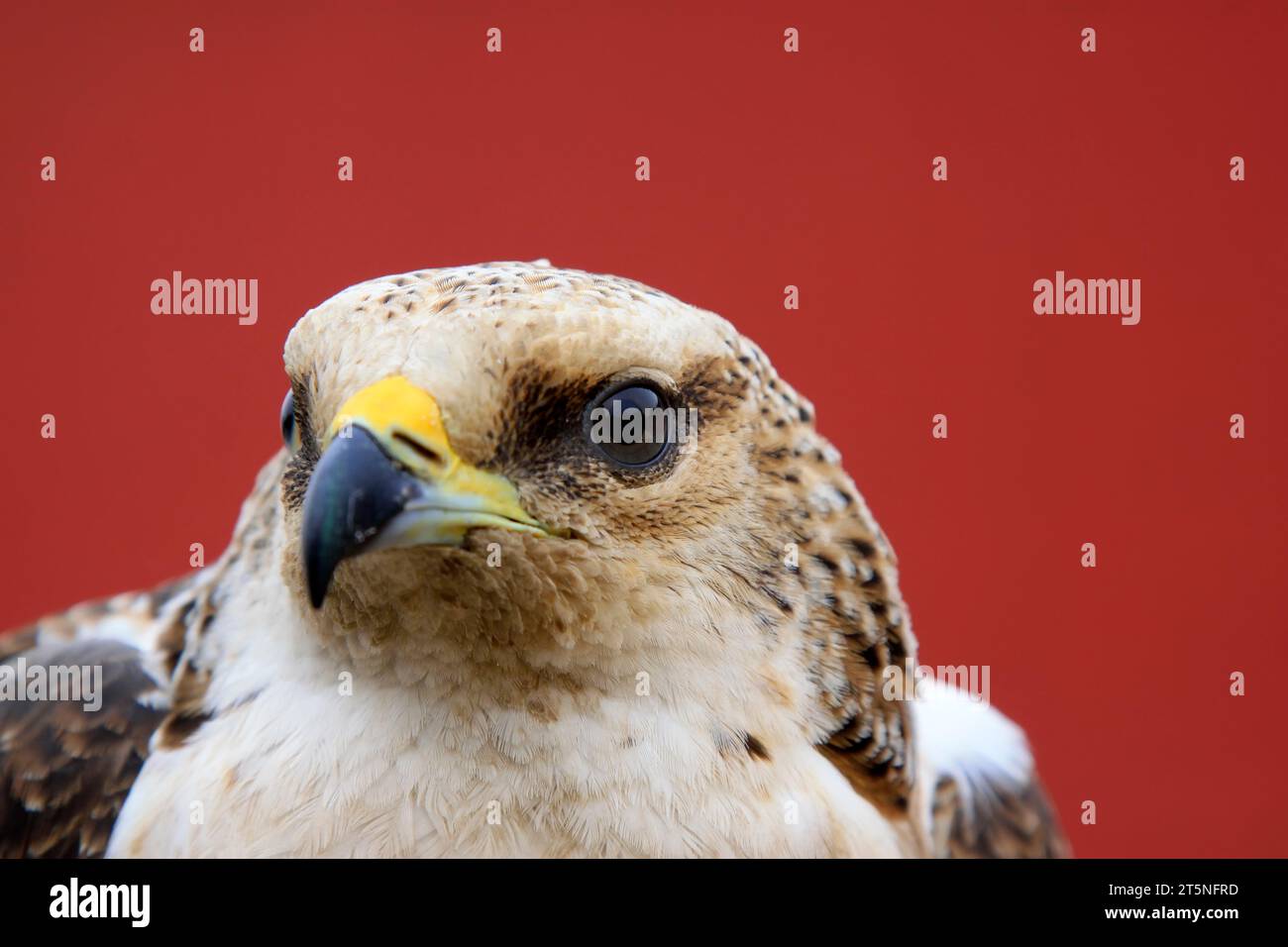 eagle head shots, closeup of photo Stock Photo