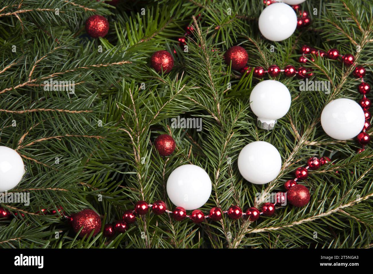 zoom on a pile of fir branches with a frame of bright red pearl garland ...