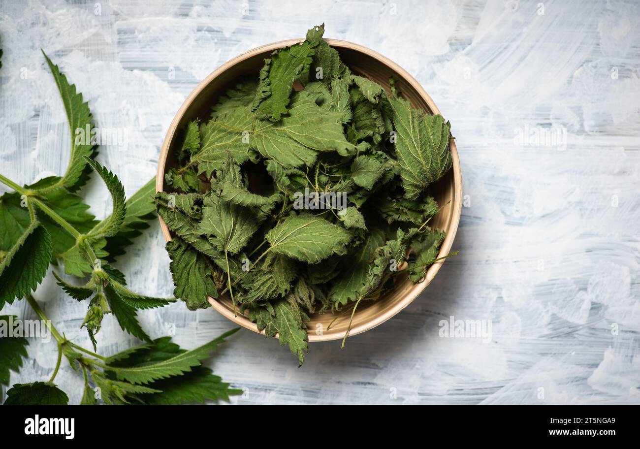 Dried nettle leaves in a bowl and fresh green nettle plant on the table.With copy space Stock Photo
