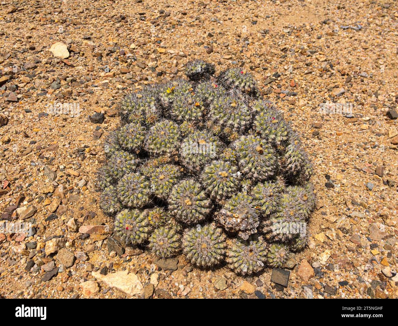 Copiapoa Cinerea cactus in its natural habitat near Antofagasta, Chile. Bright sunlight and dry soil. Globular cactus, with many stems. Stock Photo