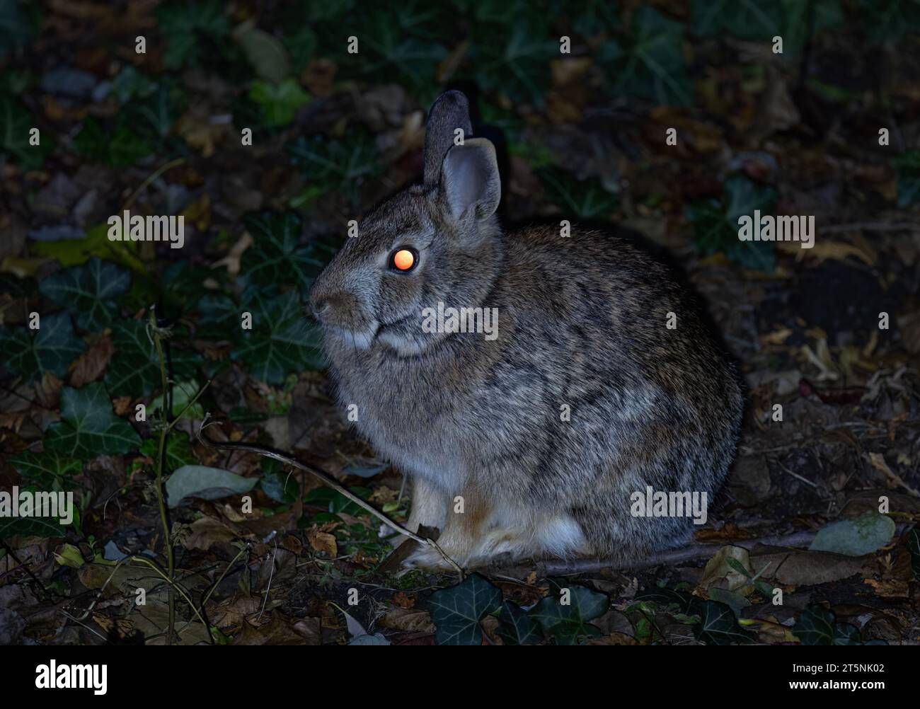 A cottontail rabbit's eyes glowing in the dark Stock Photo