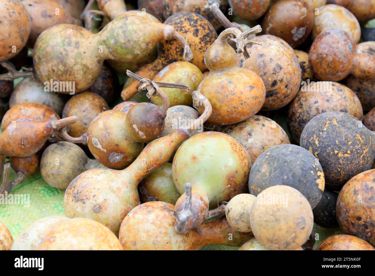 piles and piles of dried gourds Stock Photo