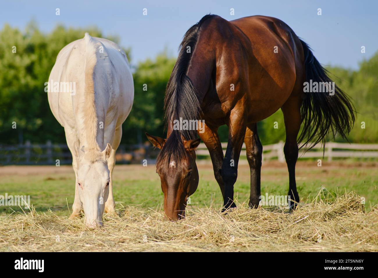 The horses in the farm pasture spend their time peacefully eating hay