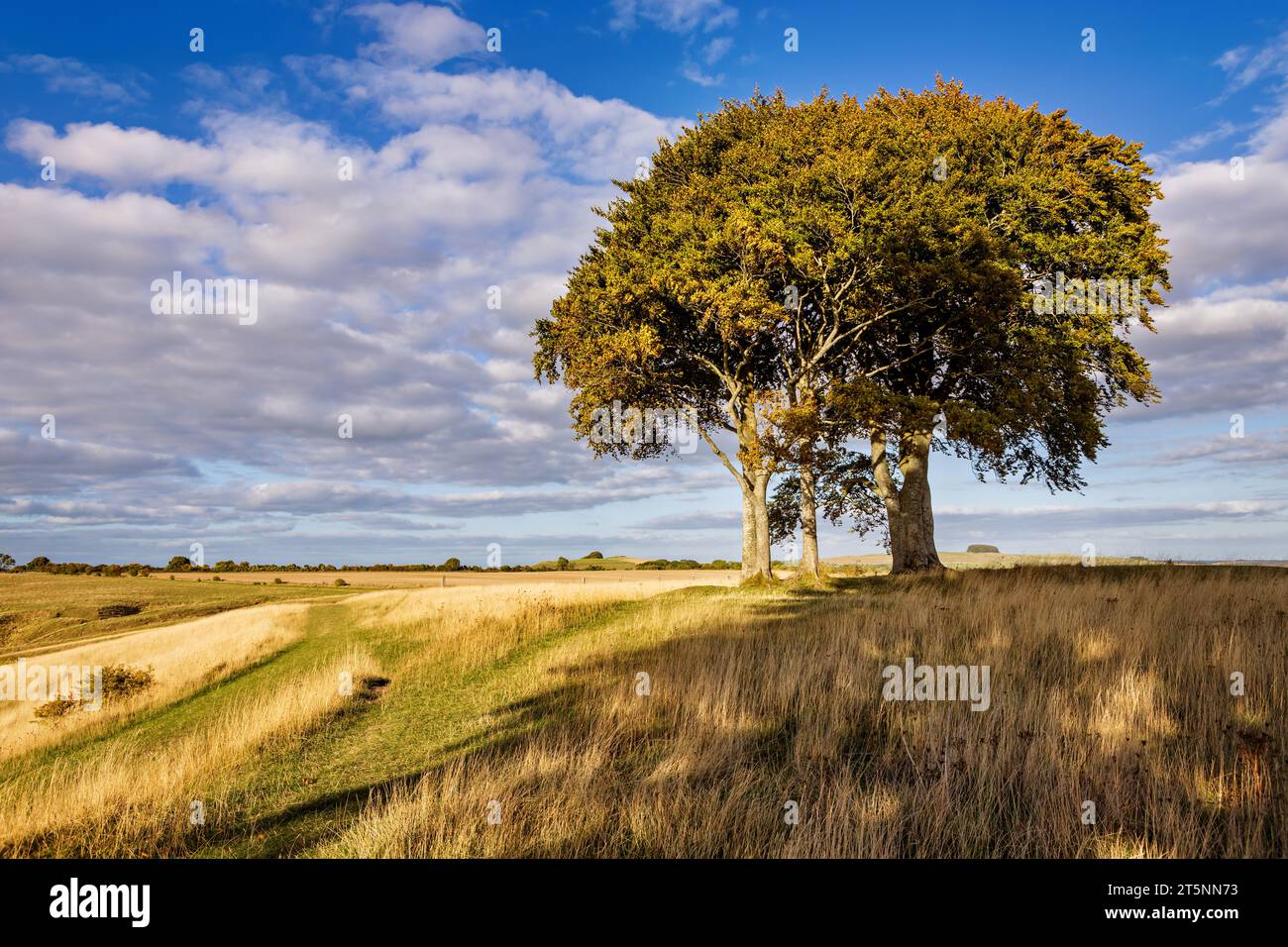 Beech trees at the iron age hill fort at Roundway down, Devizes, Wiltshire Stock Photo