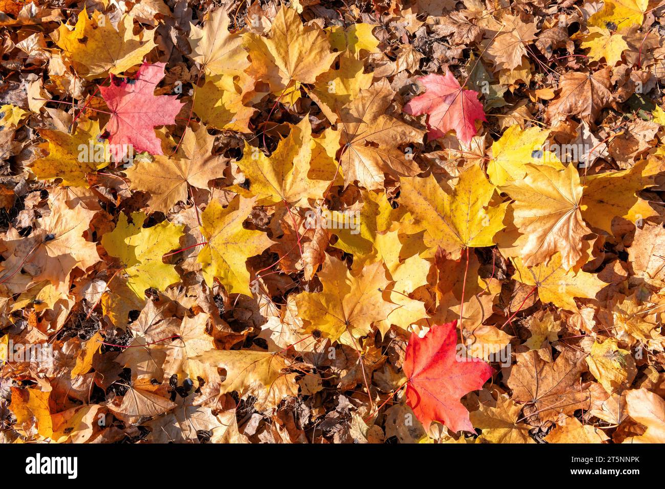 Autumn yellow maple leaves background. Colorful background image of fallen autumn leaves. Stock Photo