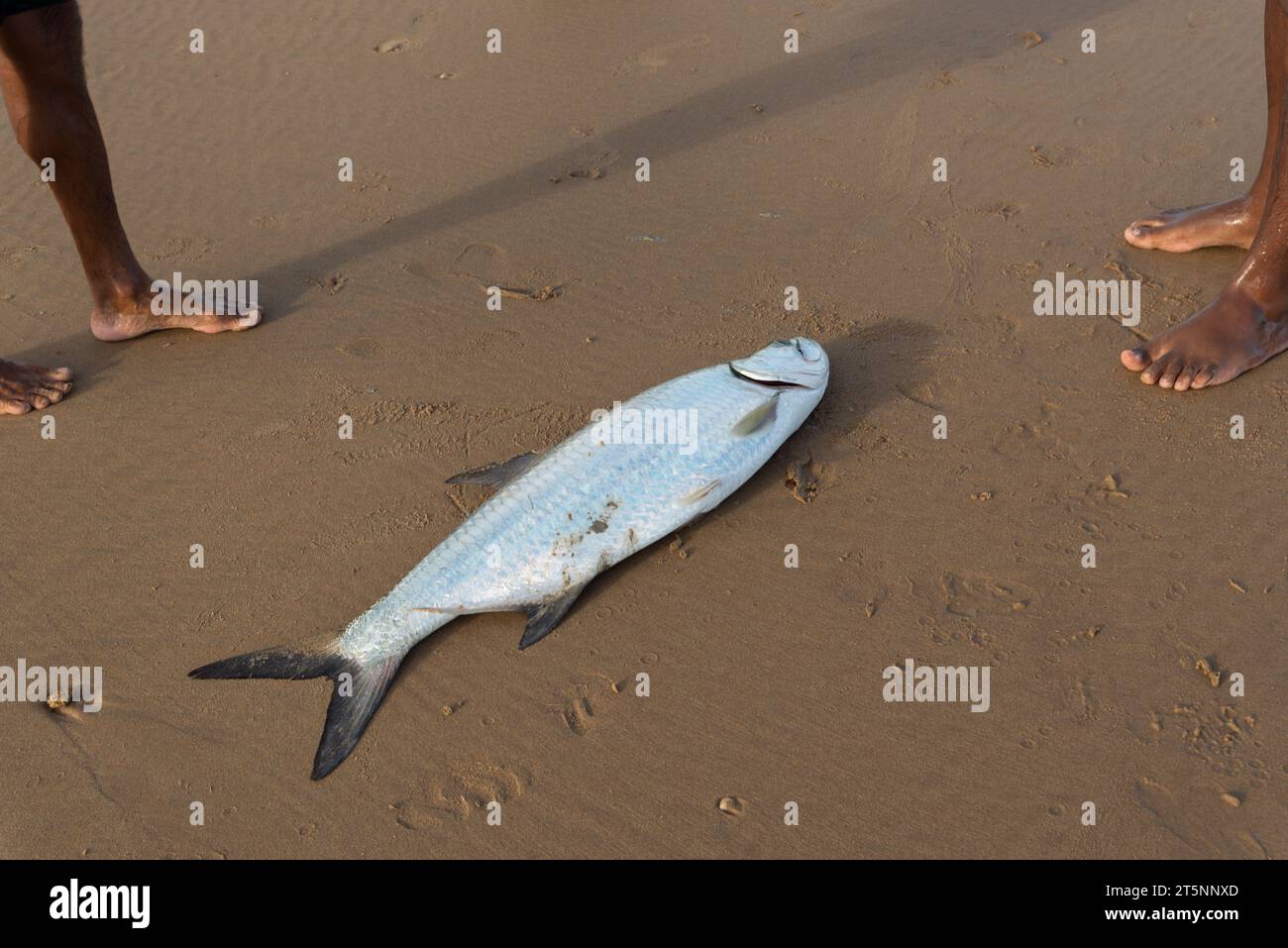 Salvador, Bahia, Brazil - April 26, 2019: Tarpon fish, megalops atlanticus, caught by fishermen. Sea food. marine fishing. Stock Photo