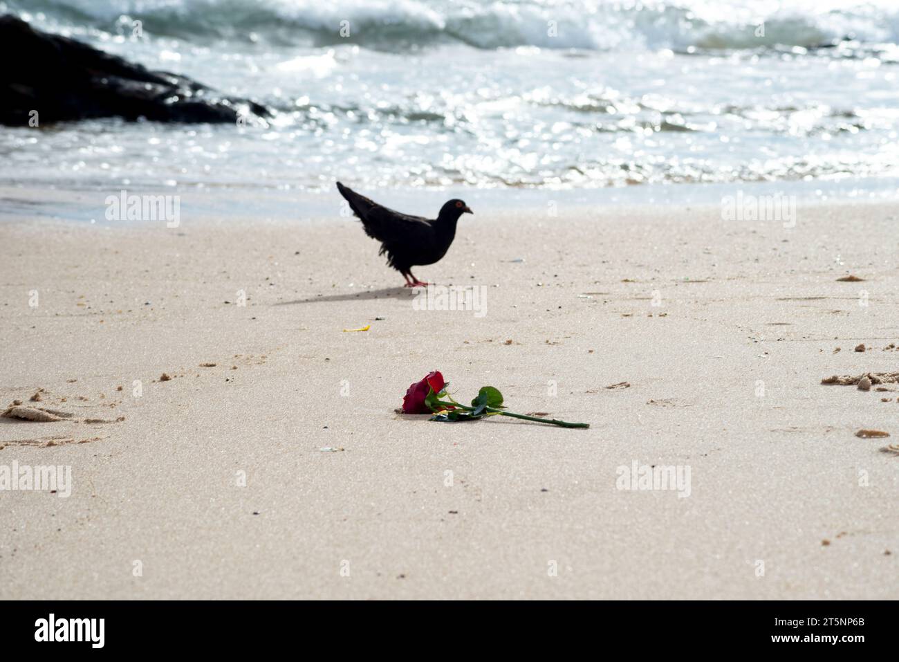 Silhouette of a pigeon looking for food in the beach sand. Animal life. Stock Photo