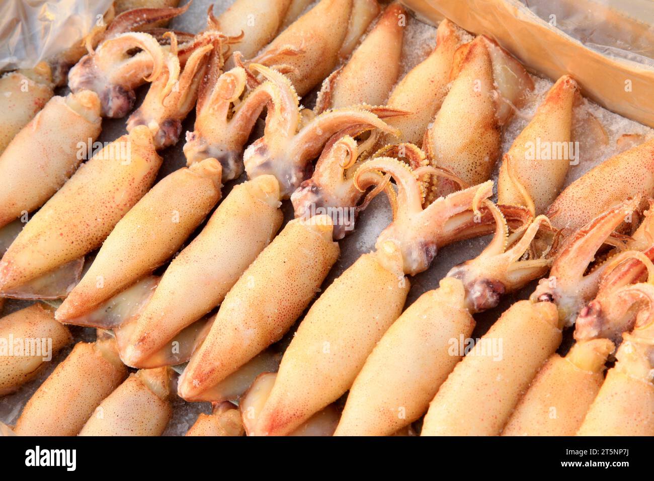 Inkin Fish Inkfish hi-res stock photography and images - Alamy