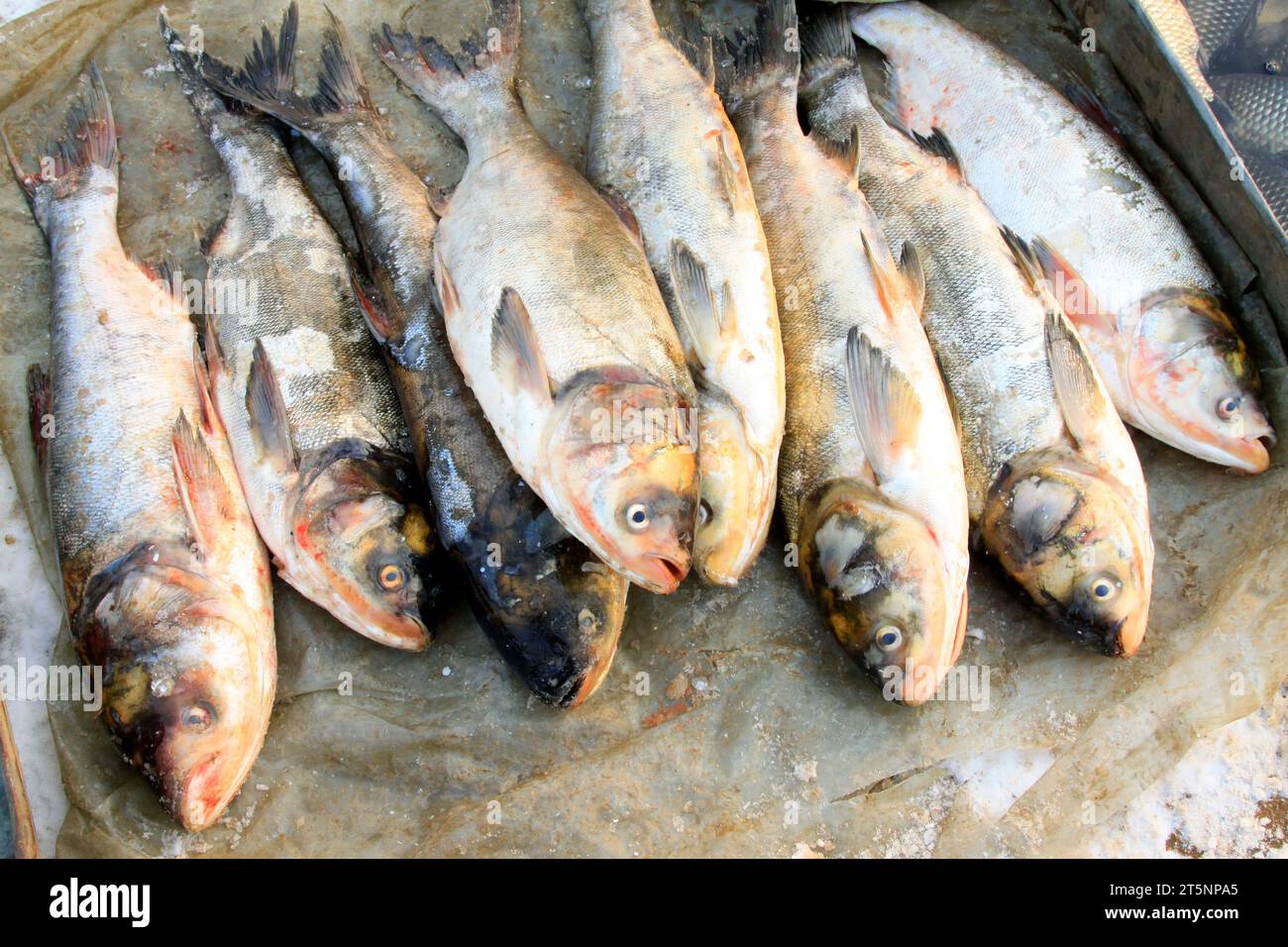 Carp in the basin in the market Stock Photo - Alamy