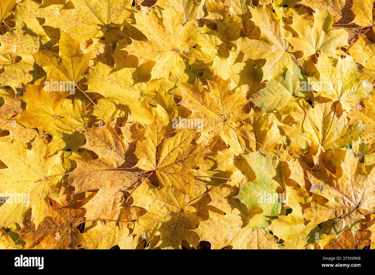 Autumn yellow maple leaves background. Colorful background image of fallen autumn leaves. Stock Photo