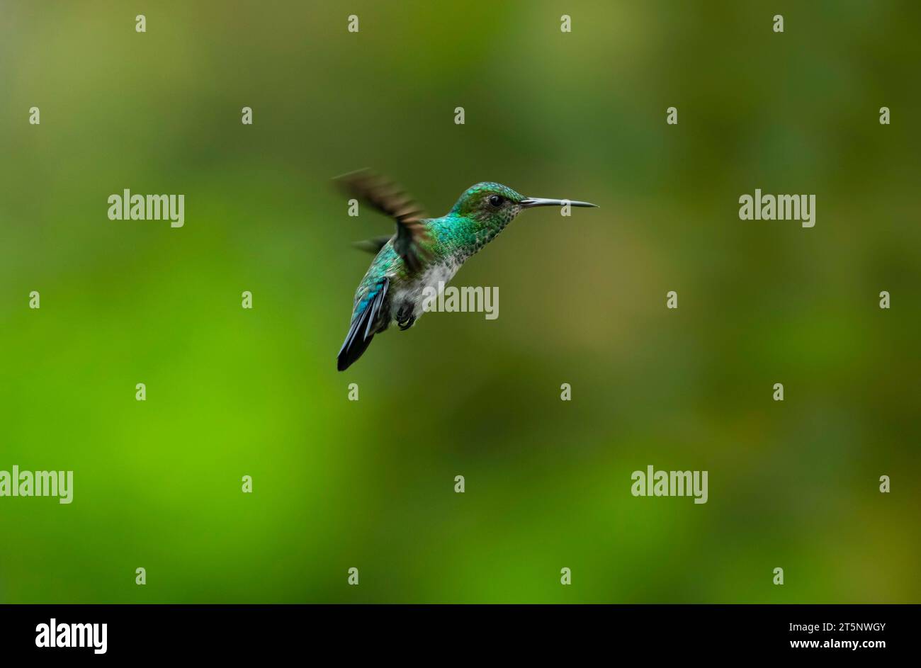 Blue-chinned Sapphire hummingbird, Chlorestes notata, hovering in the air with green background Stock Photo