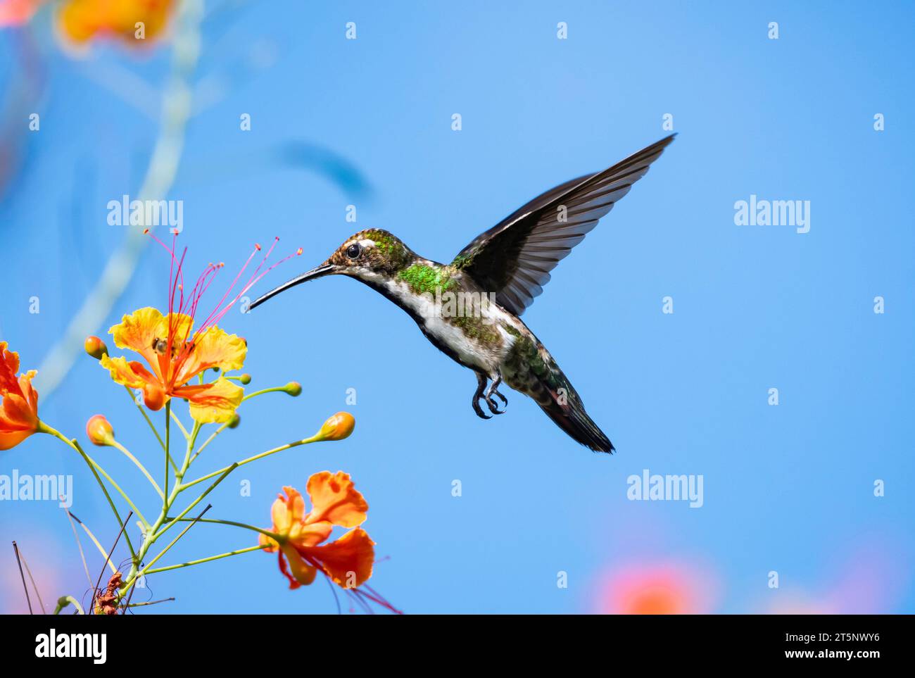 Bright, sunny photo of a Black-throated Mango hummingbird in flight with tropical orange flowers isolated in the blue sky Stock Photo