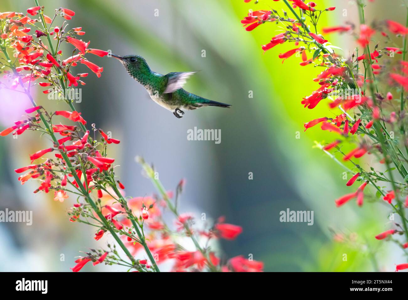 Colorful photo of a Blue-chinned Sapphire hummingbird, Chlorestes notata, pollinating red flowers Stock Photo