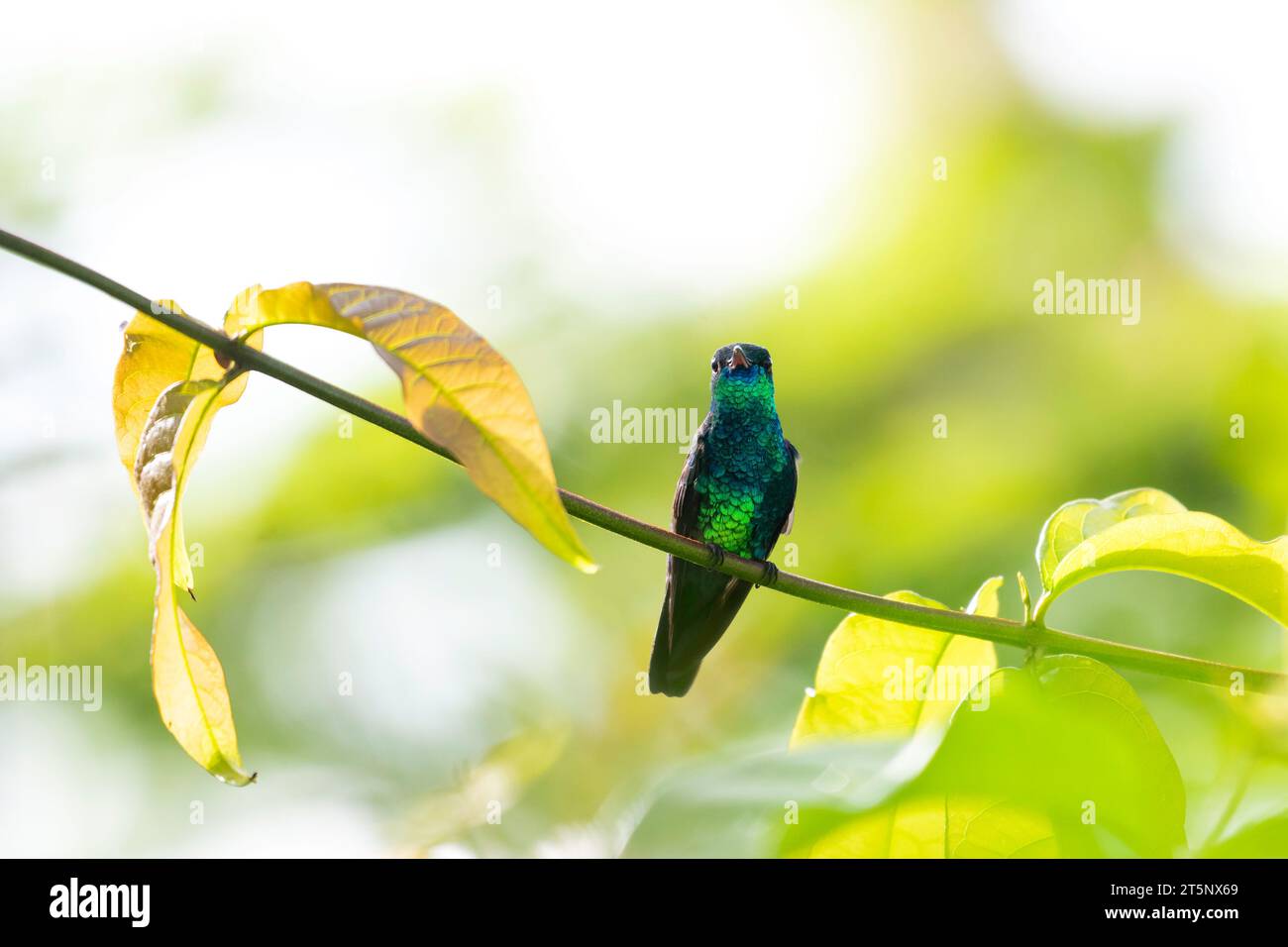 Beautiful glittering Blue-chinned Sapphire hummingbird, Chlorestes notata, perching on a small branch in sunlight Stock Photo