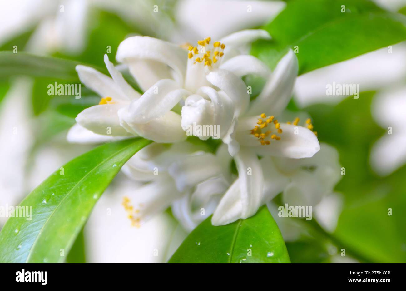 Orange tree white flowers and buds bunch with water drops. Calamondin blossom on the blurred garden background. Stock Photo